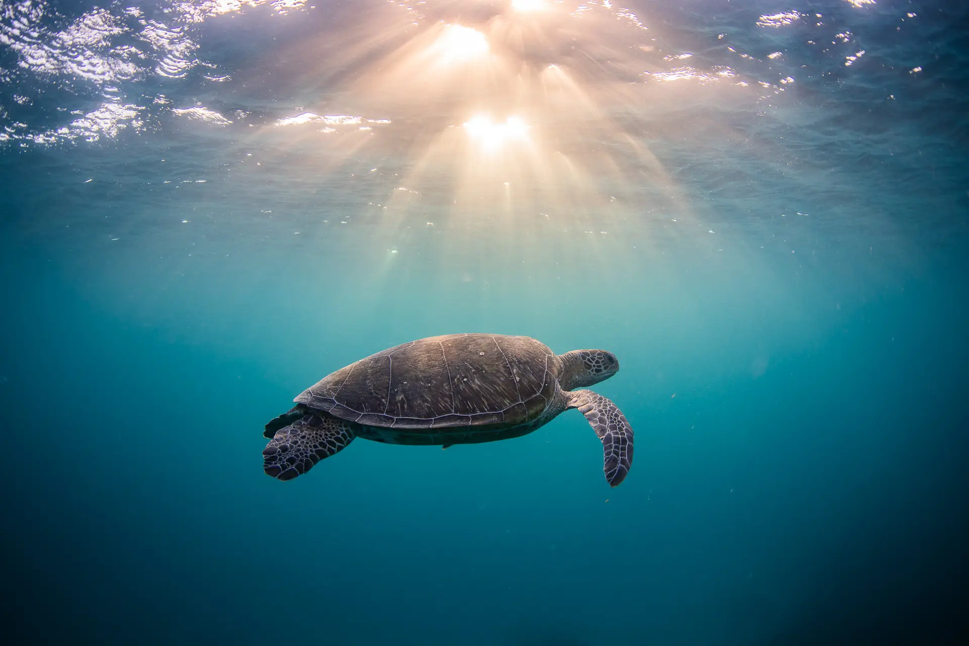 Green turtle beneath Cook Island