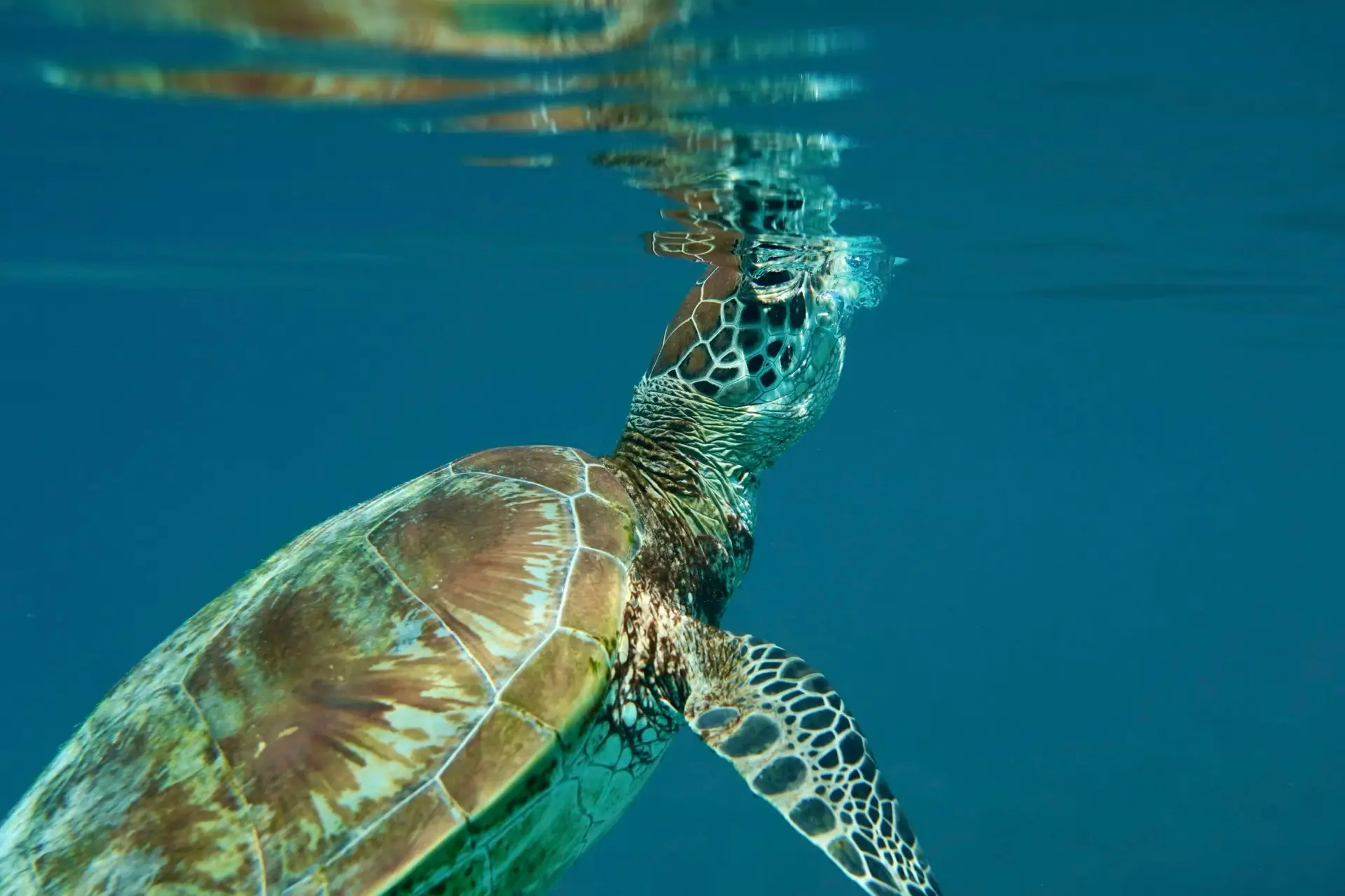 Green turtle at Cook Island