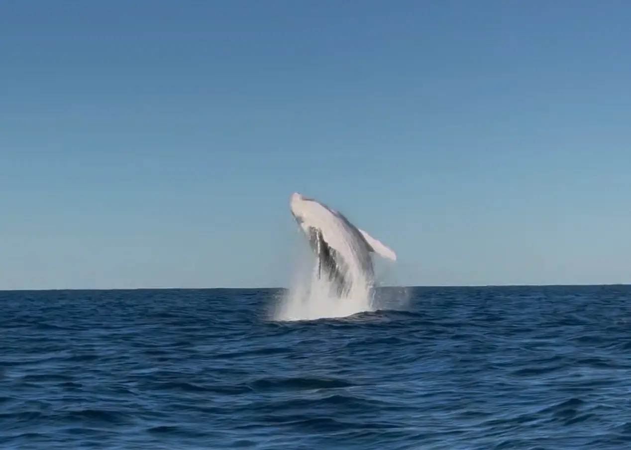 Humpback whale on the open water
