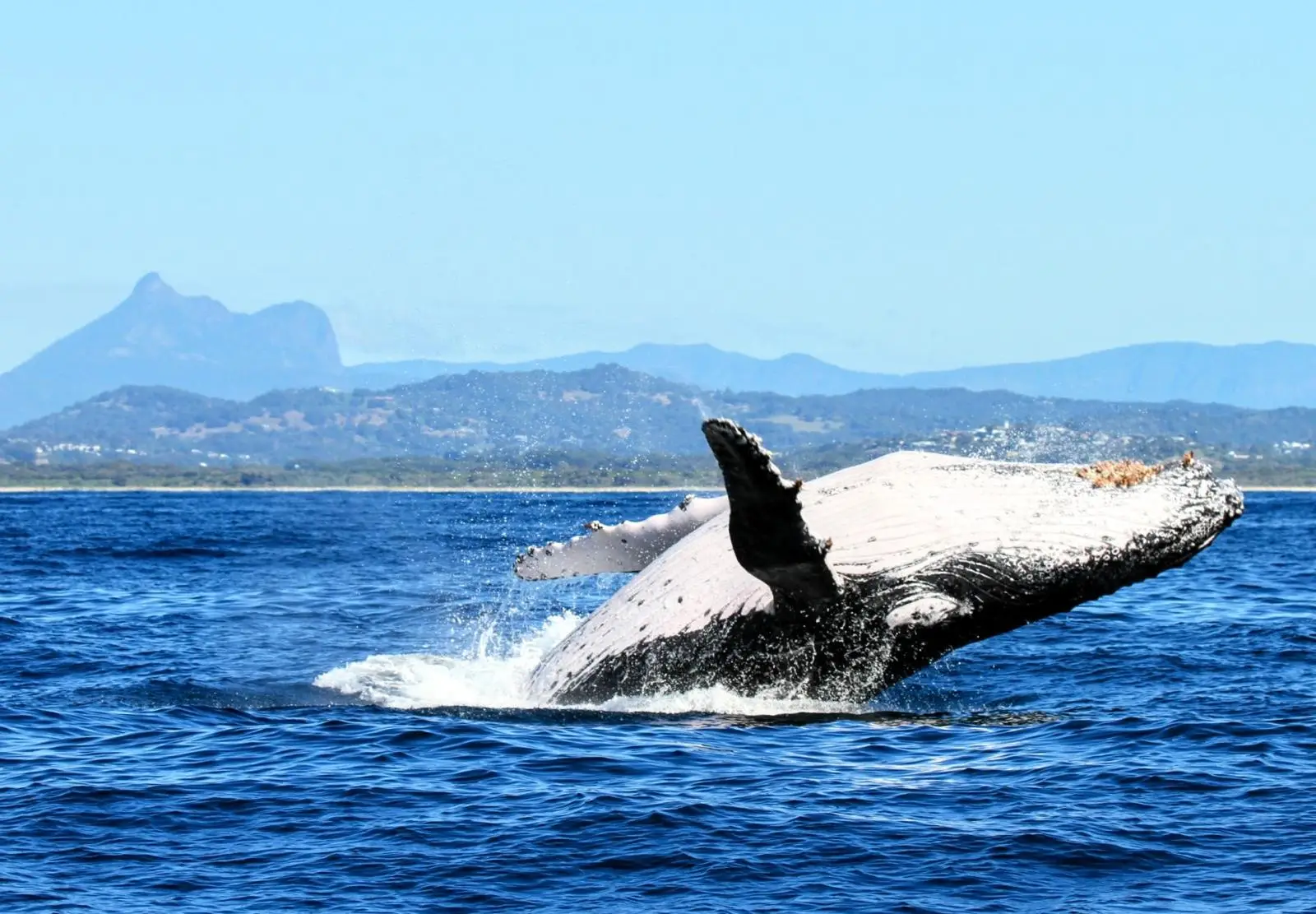 Humpback whale breaching off the Tweed Coast