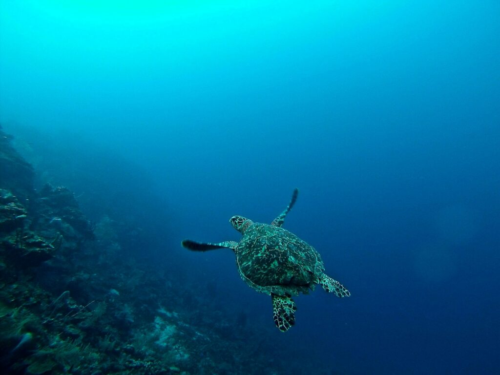 Green sea turtle gliding over coral at Cook Island Marine Reserve